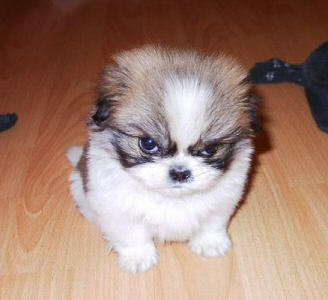angry_puppy.jpg
